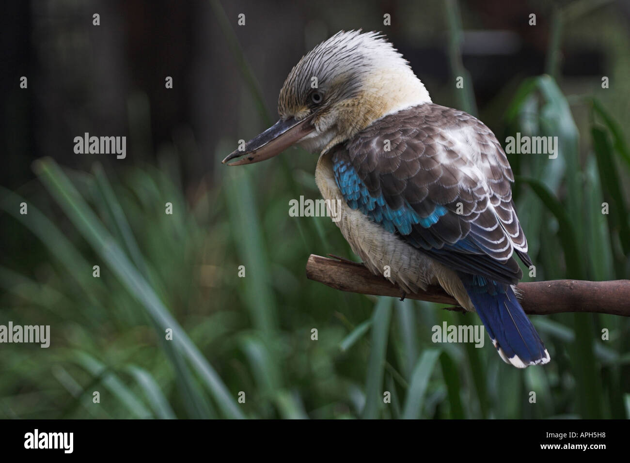 Blue-winged Kookaburra, thront auf einem Ast Dacelo leachii Stockfoto