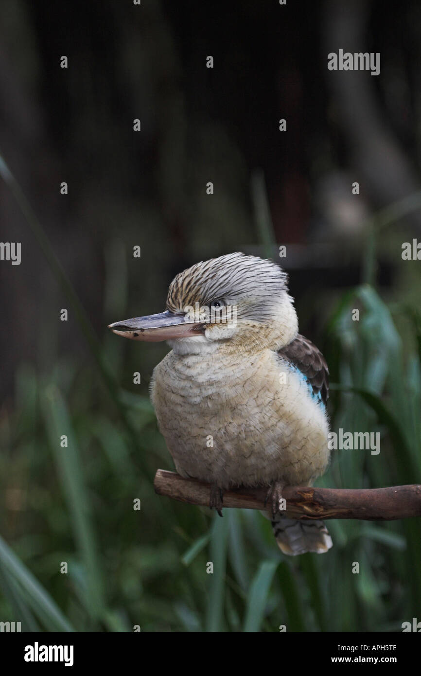 Blue-winged Kookaburra, Dacelo Leachii thront auf Zweig Stockfoto