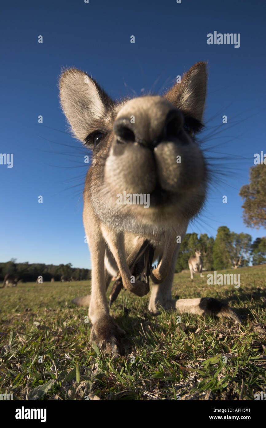 östliche graue Känguru, Macropus Giganteus, in der Nähe von Kamera Stockfoto