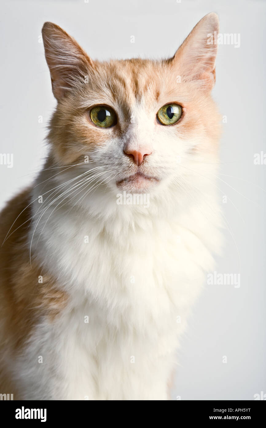 Katze Porträt - Türkisch Van Stockfoto