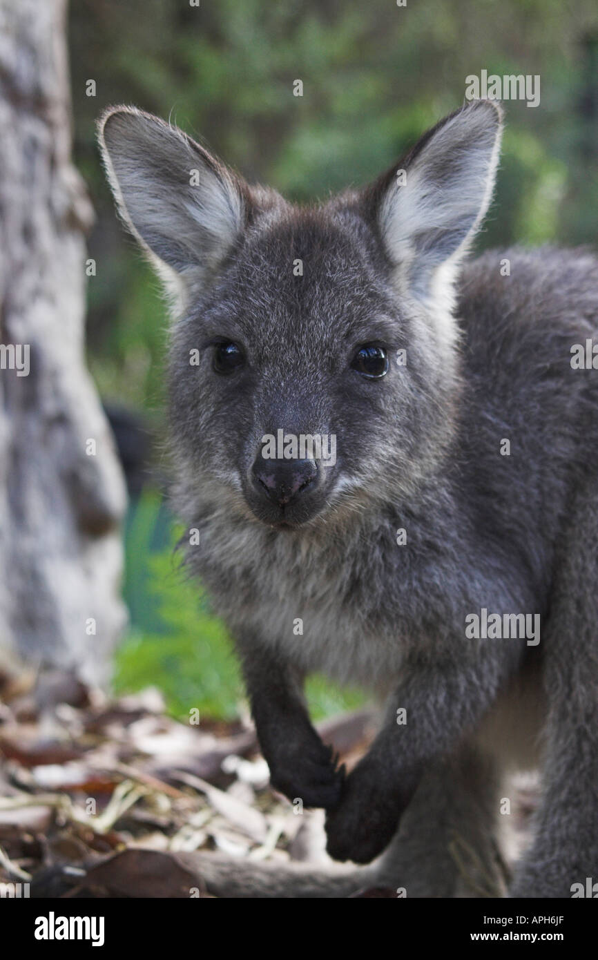 Euro, gemeinsame Wallaroo östlichen Wallaroo, Barrow Island Wallaroo, Macropus robustus Stockfoto