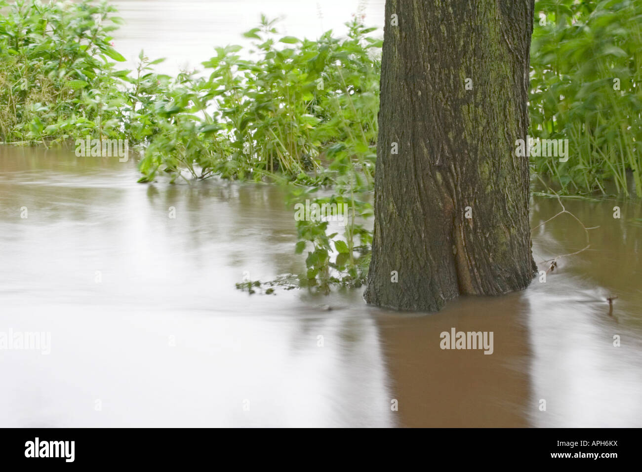 Der Fluss Aire in Flut an Kirkstall Abbey Leeds West Yorkshire Juni 2007 Stockfoto