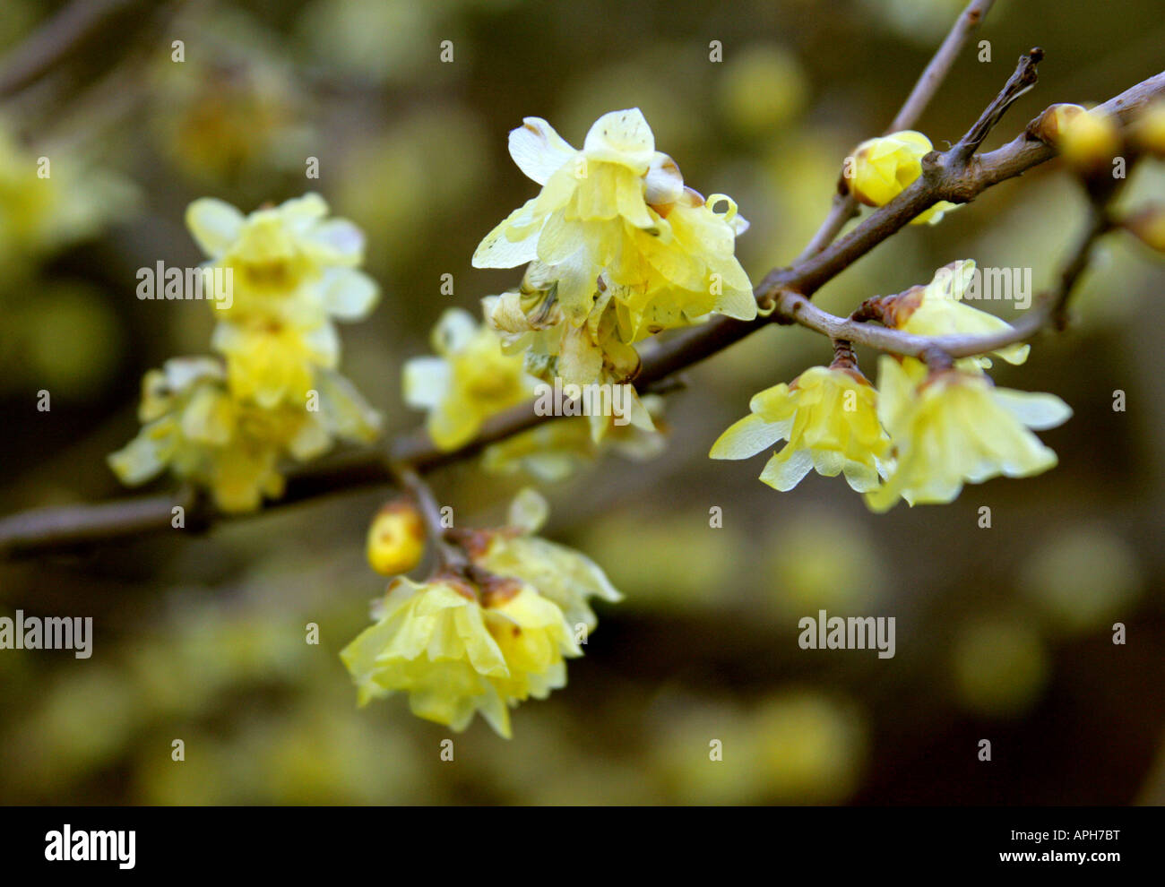 Chimonanthus praecox concolor Fotos und Bildmaterial in hoher