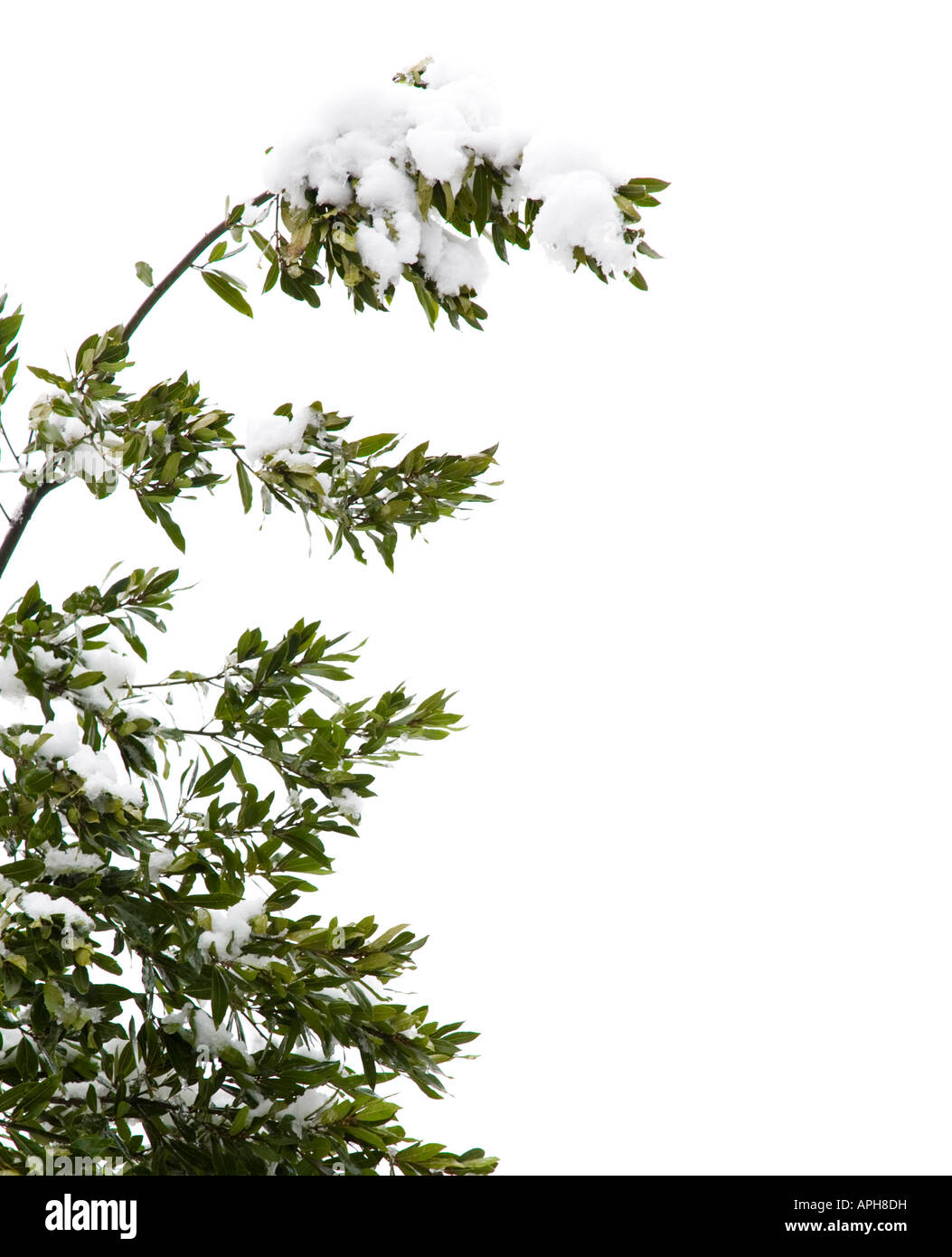Schnee auf den Zweigen von einer Baumkrone, isoliert auf einem weißen Hintergrund mit Textfreiraum Stockfoto
