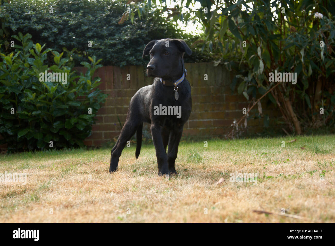 Ein schwarzer Labrador-Welpe Stockfoto