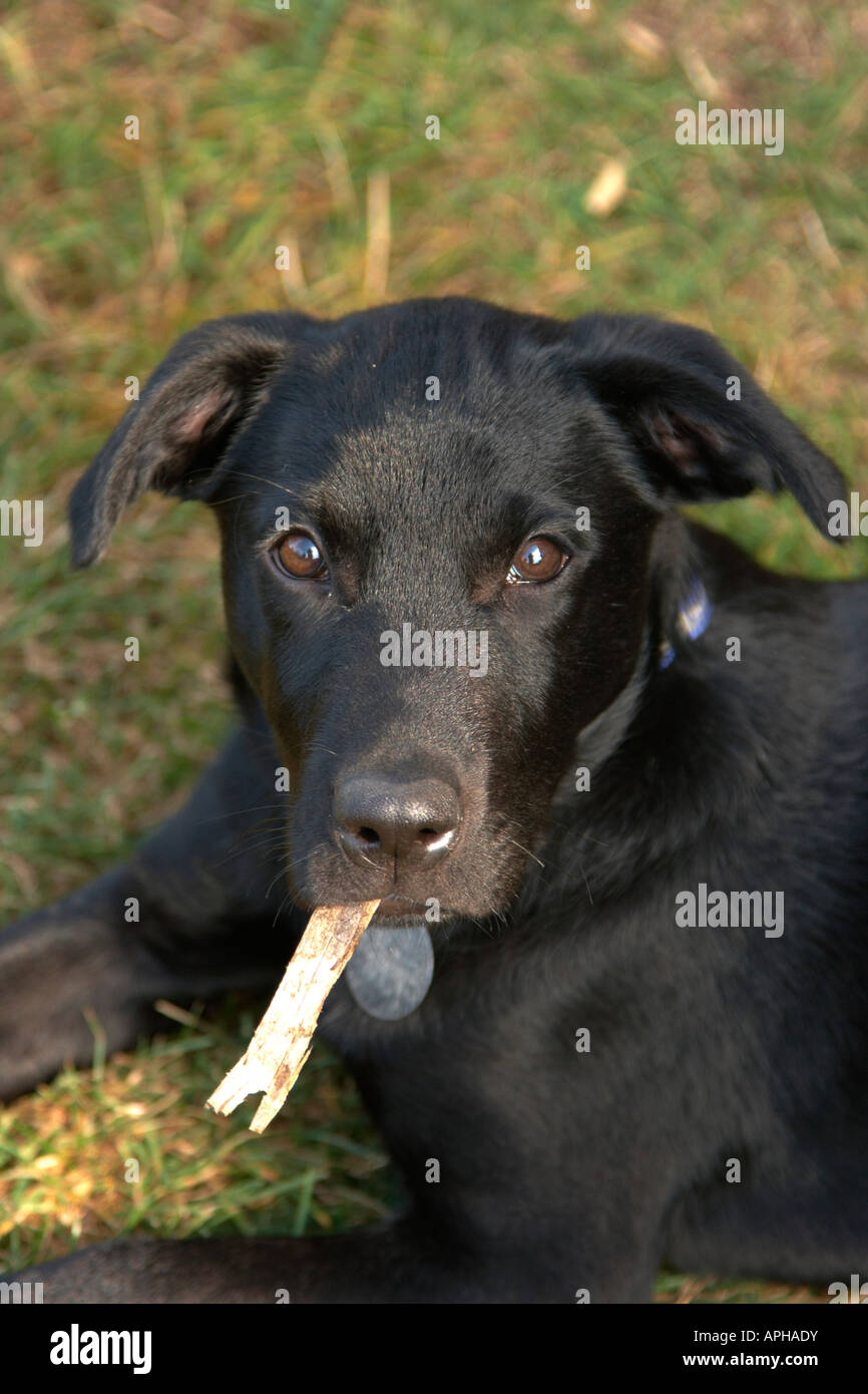Schwarzen Labrador Welpen Kauen einen Stock Stockfoto