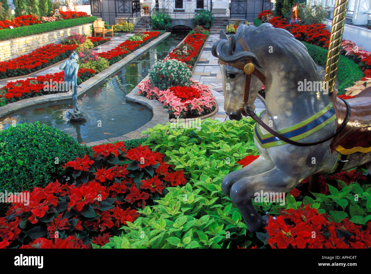 URLAUB-ANZEIGE IM VERSUNKENEN GARTENZIMMER DER MARJORIE MCNEELY KONSERVATORIUM, COMO PARK, ST. PAUL, MINNESOTA. WEIHNACHTSSTERNE. Stockfoto