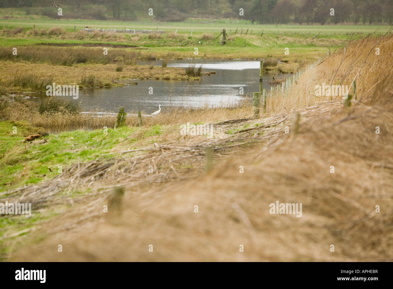 Ein Seidenreiher bei Leighton Moss Silverdale Lancashire UK diese Heron wie Vögel nisten in Großbritannien vor kurzem begonnen haben Stockfoto