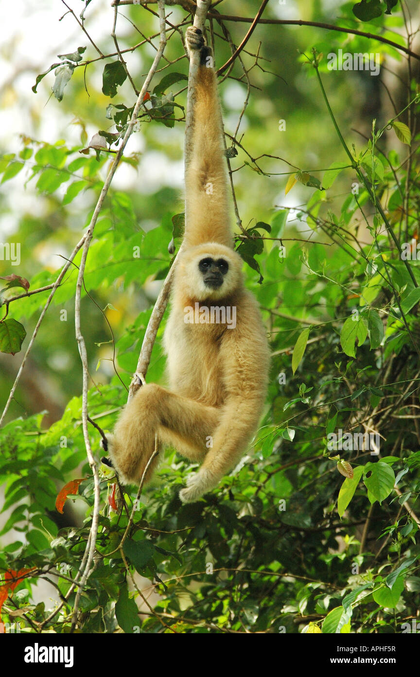 Männliche weiße-handed Gibbon (Hylobates Lar) in einem thailändischen Regenwald Stockfoto