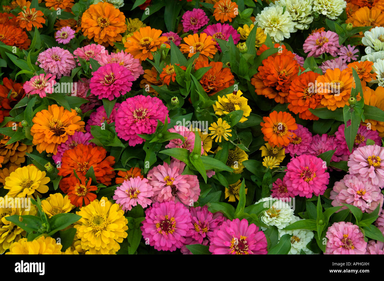 Blumenbeet auf Jekyll Island Welcome Center Stockfoto