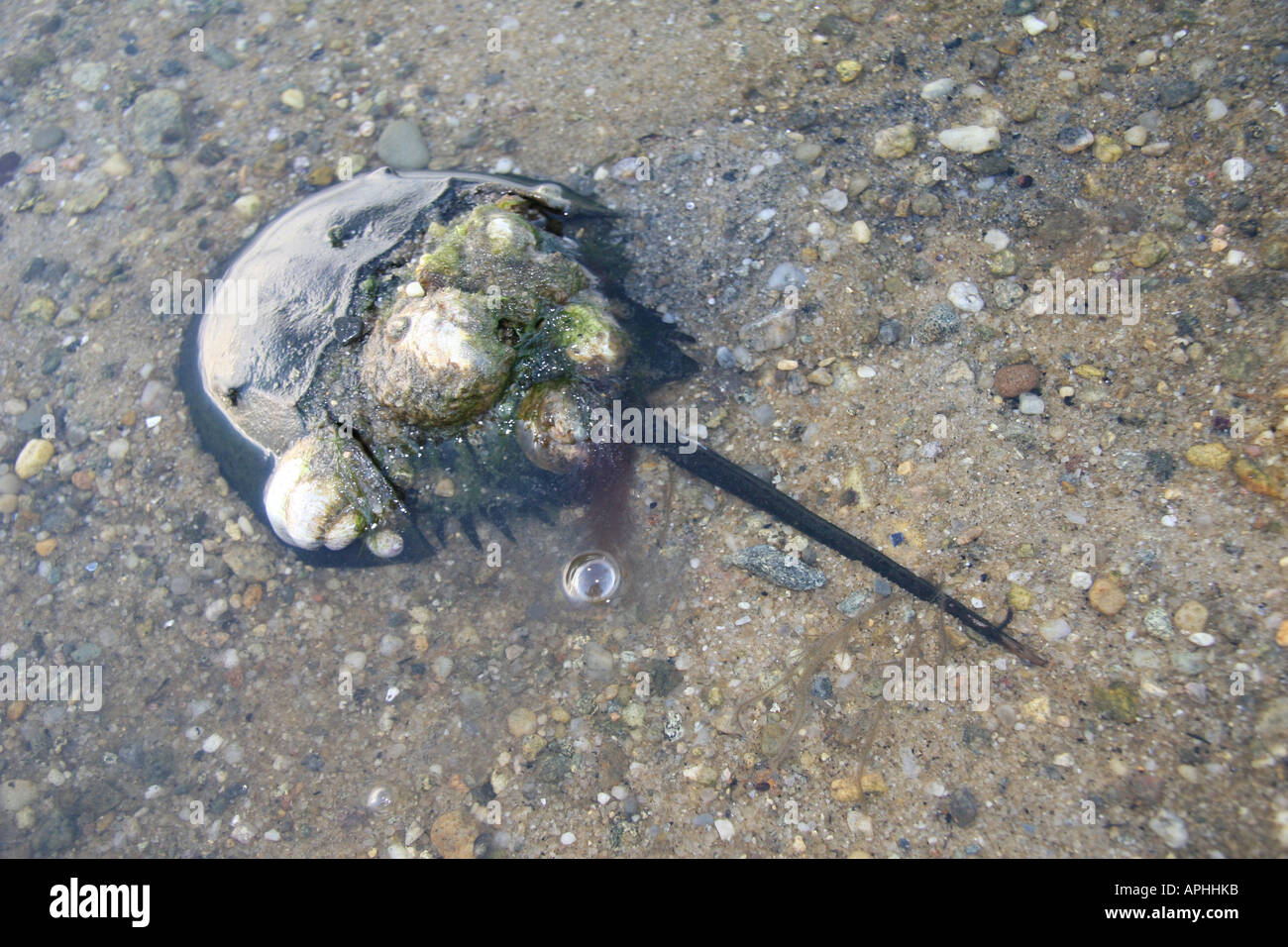 Ganz Krabbe mit Huckepack Pantoffel Napfschnecken auf sand Stockfoto