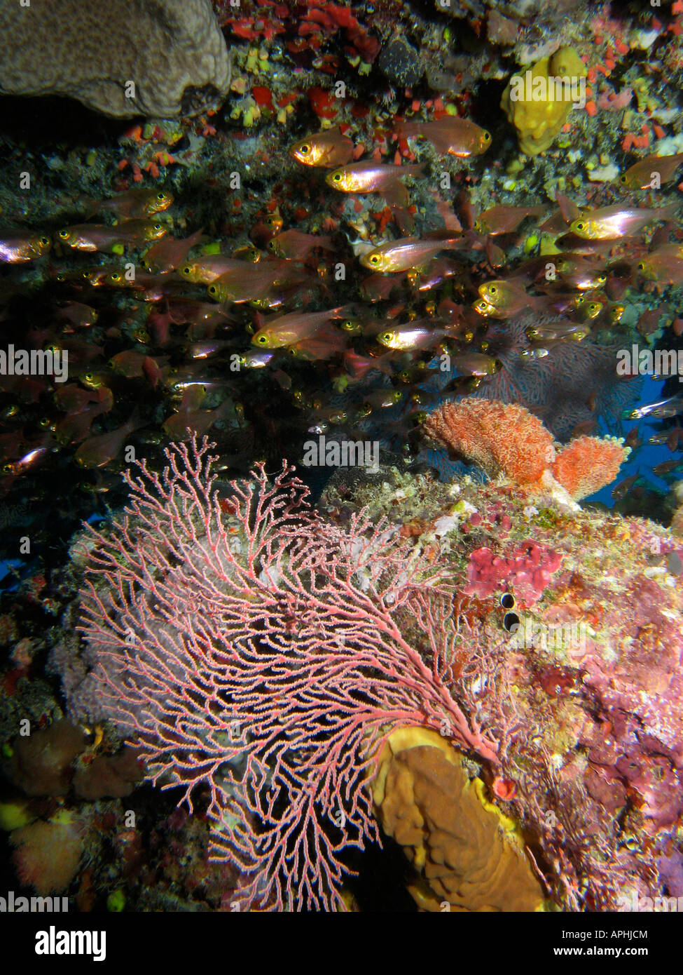Fan-Korallen und Kardinalbarschen in Höhle Agincourt Reef Great Barrier Reef Nord-Queensland-Australien Stockfoto