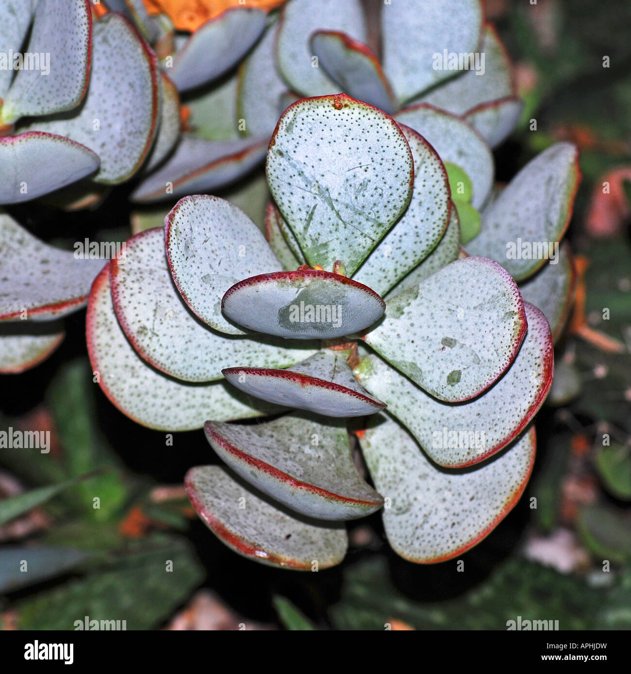Crassula arborescens Stockfoto