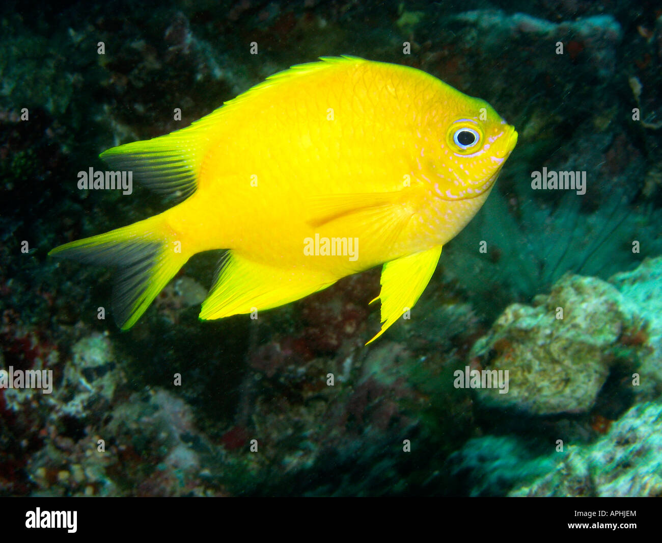 Goldener Riffbarsch Amblyglyphidodon Aureus Agincourt Reef Great Barrier Reef Nord-Queensland-Australien Stockfoto