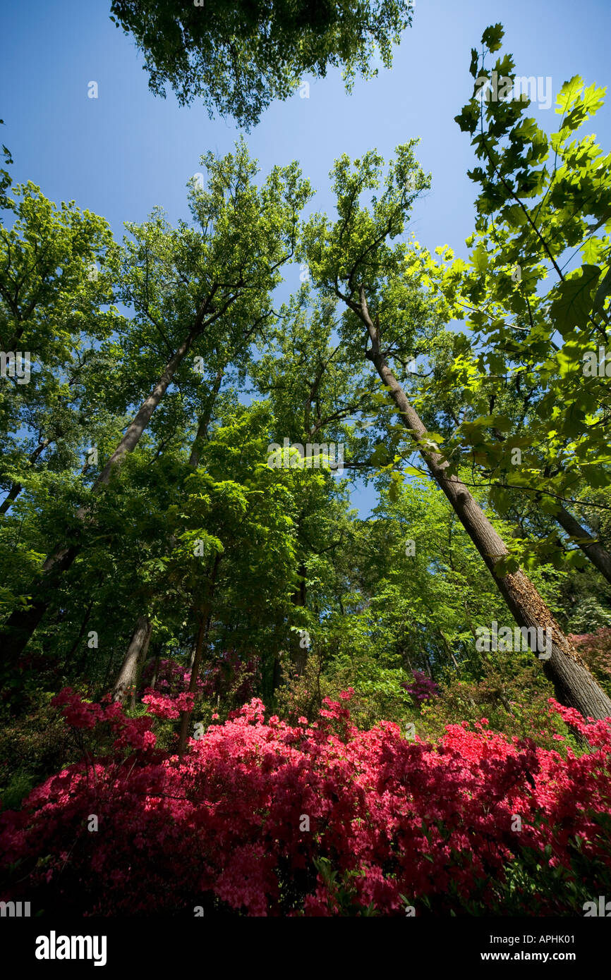 Azaleen in den Vereinigte Staaten Staatsangehörig-Arboretum in Washington DC. Extremen Weitwinkel blickte nach oben. Stockfoto