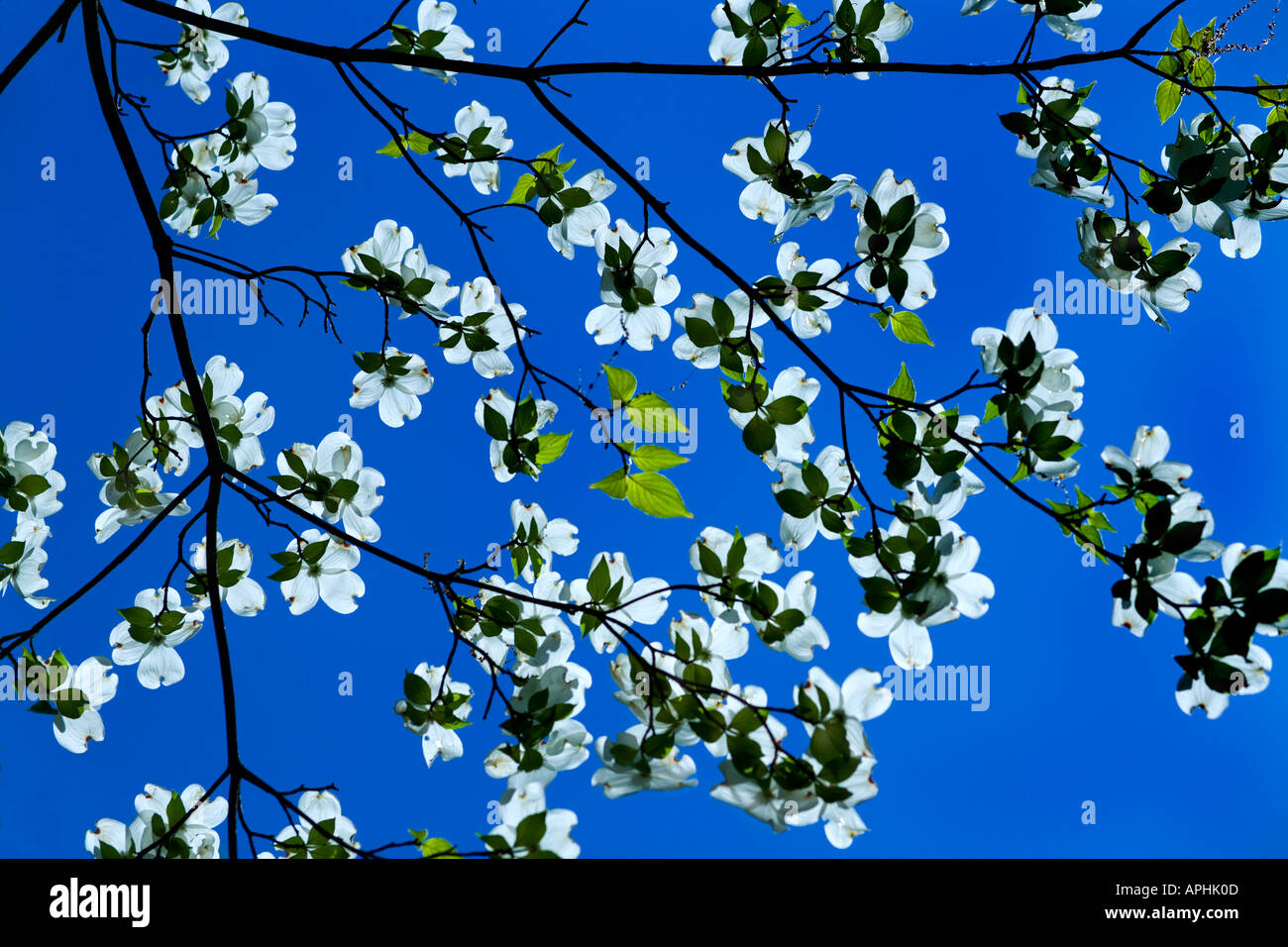 Blühende Hartriegel. Nationale Arboretum Washington DC. Weiße Hartriegel Blüte vor einem strahlend blauen Himmel. Cornus Florida. Stockfoto