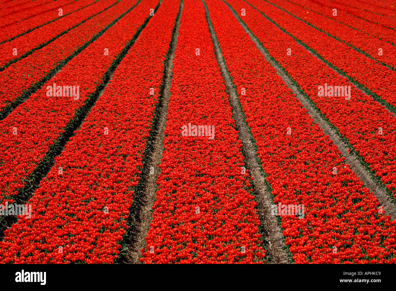 Endlose Reihen von roten Tulpen, Tulpenfelder mit Blumenbeeten und Furchen. Holland. Niederlande. Stockfoto