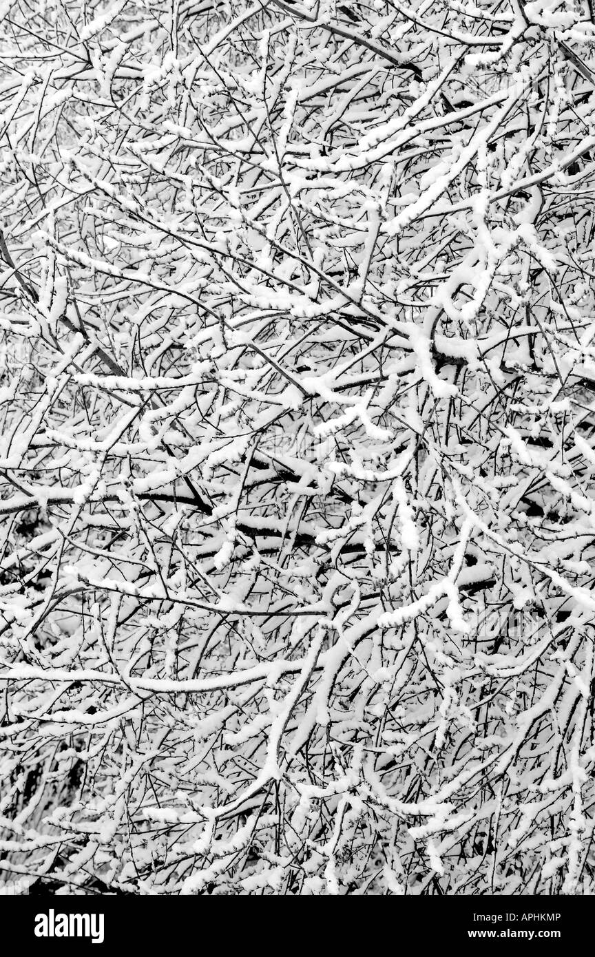 AST Baum Einfrieren Frost Saison kalten Schnee weißen Winter kalt Muster Natur hautnah Stockfoto