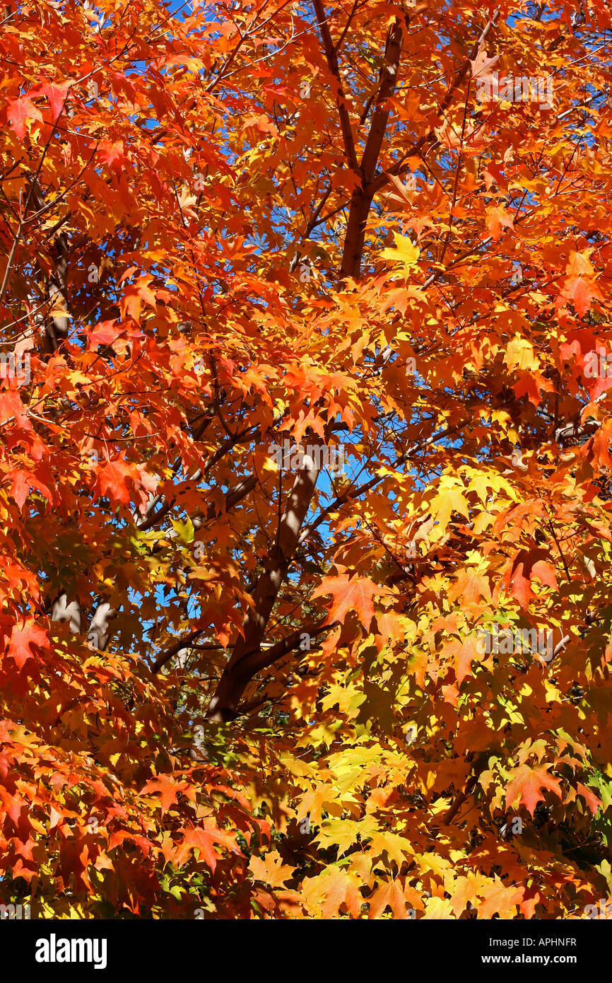 Ahornbaum mit schönen Herbst Farben im Licht morgens Stockfoto