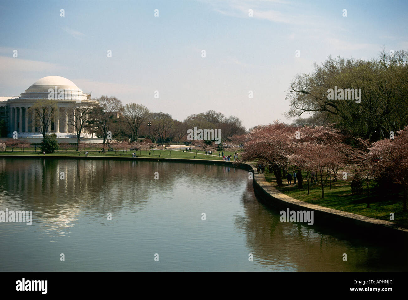 Kirschblüte auf den Bäumen Farbsäume Tidal Basin, bevor die kreisförmige Struktur von John Russell Pope von der Jefferson Gedenkstätte 1943 auf dem Politiker s 200. Geburtstag gewölbt Washington Stockfoto Kirschblüte auf den Bäumen Farbsäume Tidal Basin, bevor die kreisförmige Struktur von John Russell Pope von der Jefferson Gedenkstätte 1943 auf dem Politiker s 200. Geburtstag gewölbt Washington Stockfoto