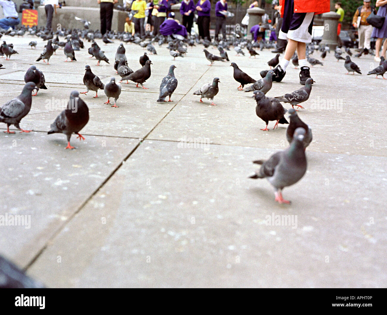 Tauben gefüttert in Trafalgar square london Stockfoto