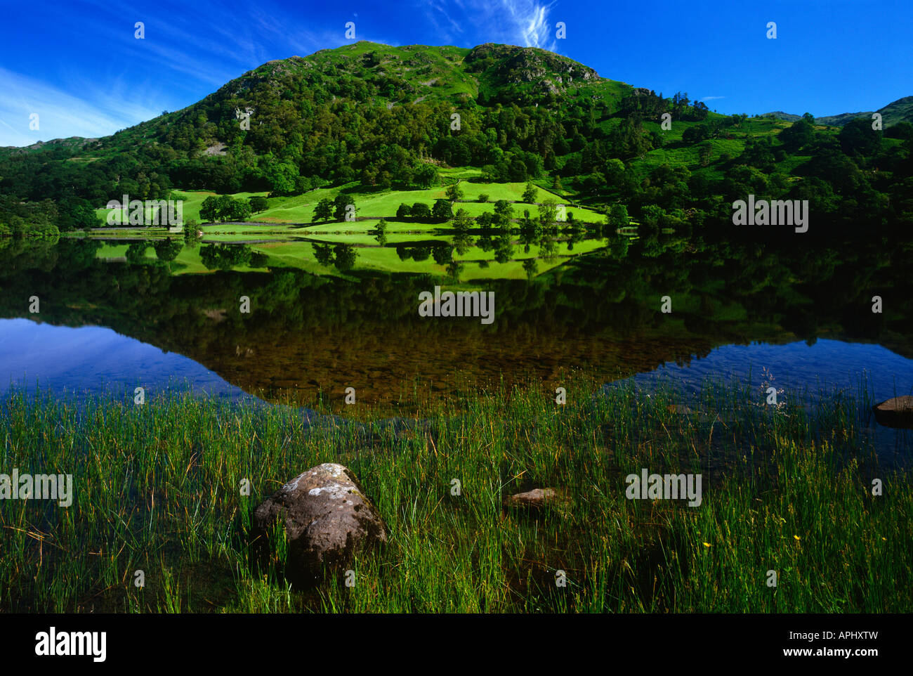 Am frühen Morgen Sommer Reflexionen in Rydal Wasser in der Nähe von Ambleside, Nationalpark Lake District, Cumbria Stockfoto