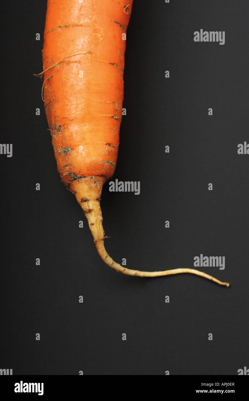 Einzelnen Karotte auf dunklem Hintergrund Stockfoto