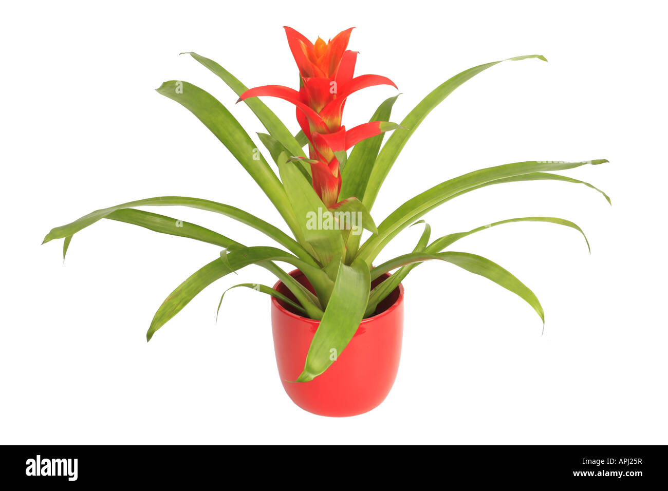 Guzmanie Hybrid Guzmania Hybride Pflanze in bunten Topf Stockfotografie -  Alamy