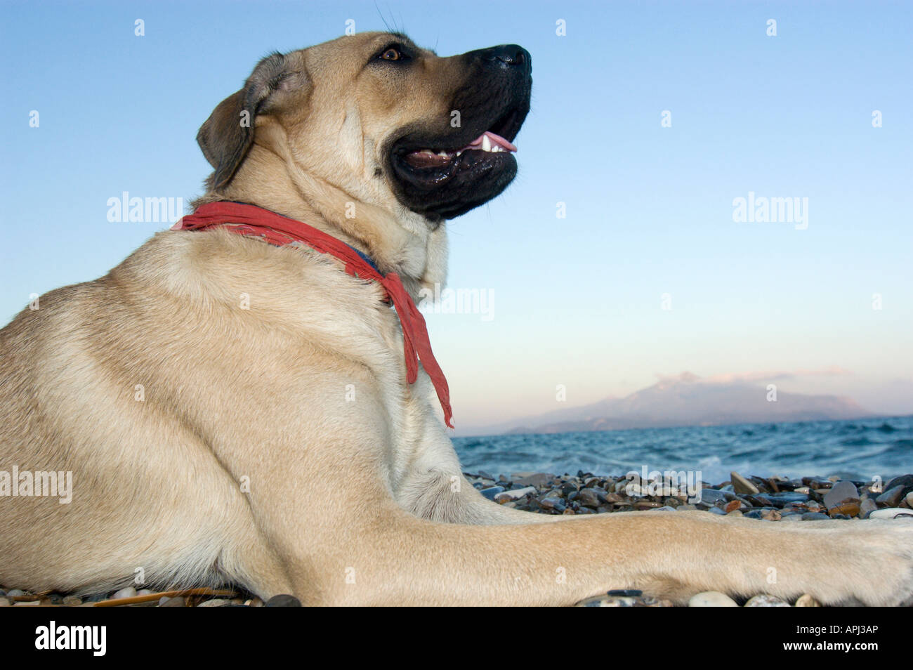 Porträt eines jungen Hundes Mastiff. Stockfoto