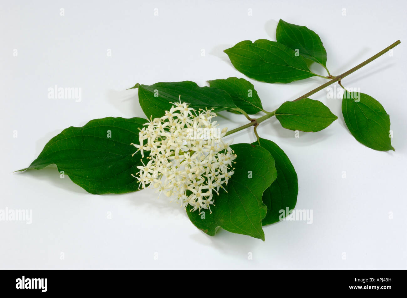 Gemeinsamen Dogberry Hartriegel (Cornus sanguineaund) Zweig mit Blüten und Blättern Studio Bild Stockfoto