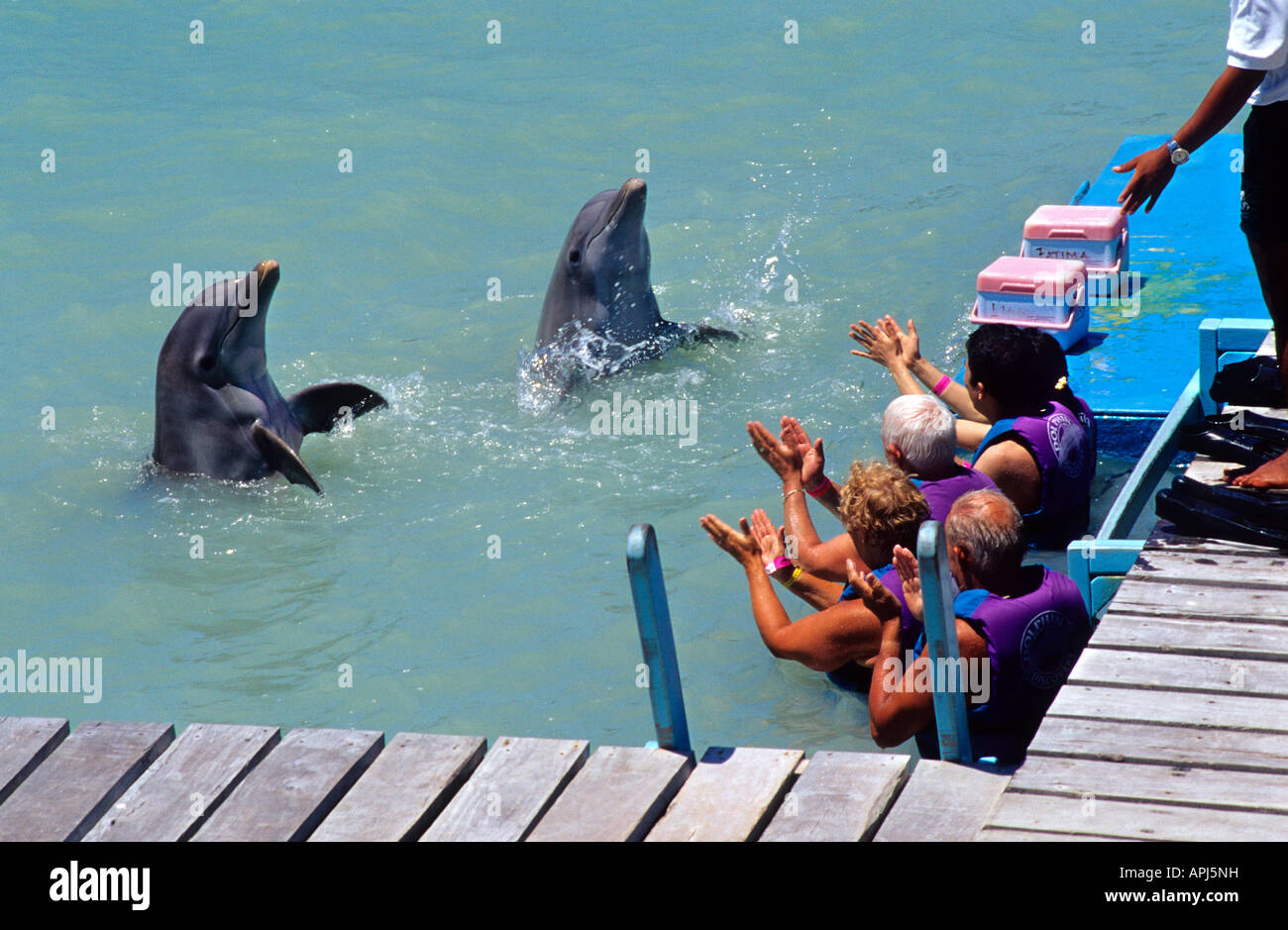 Isla Mujeres Besucher mit Delfinen Dolphin Discovery Park Riviera Maya Mexiko Stockfoto