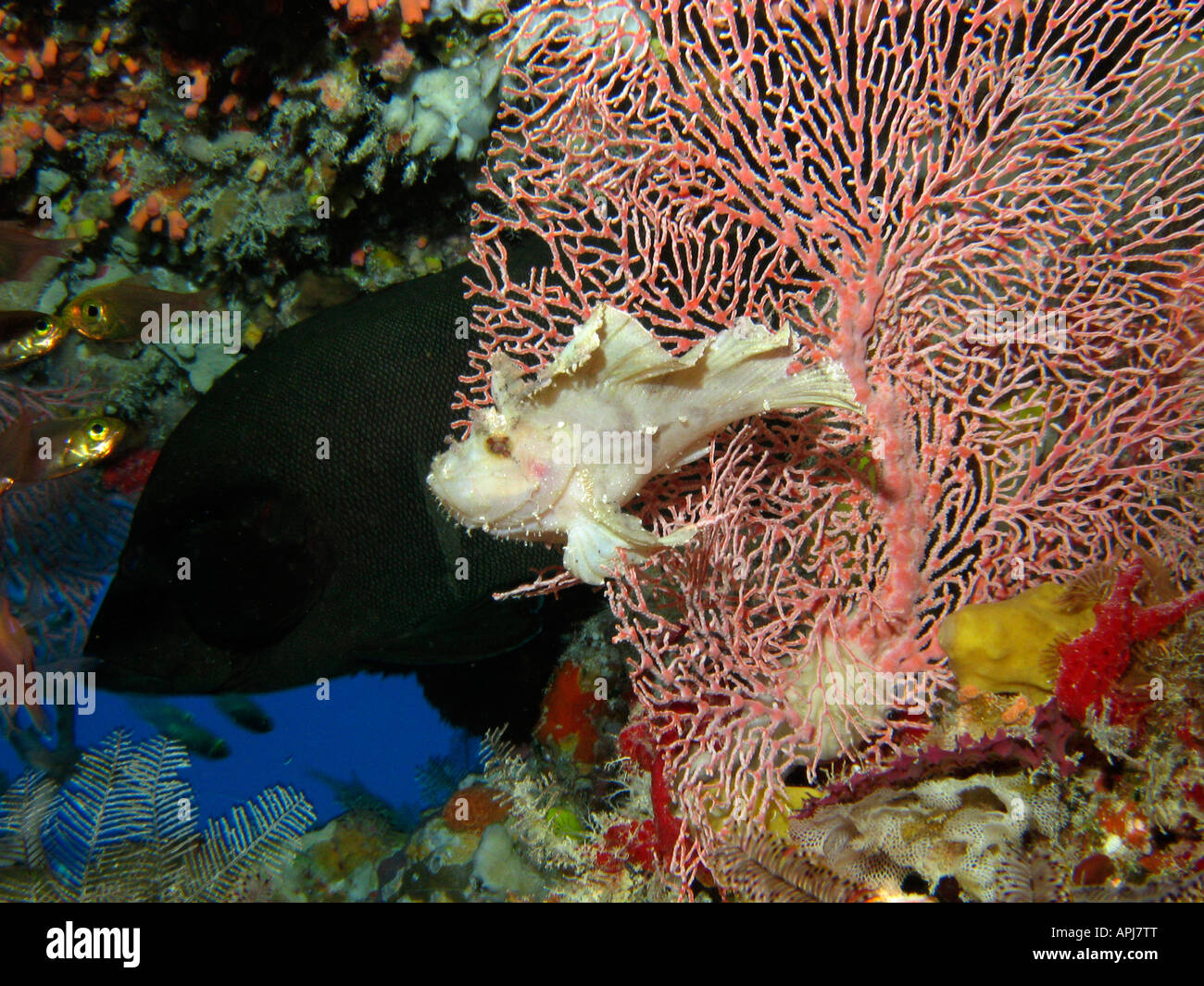 Drachenköpfe rot gespült, Rockcod und Fan Coral Agincourt Reef Great Barrier Reef Nord-Queensland-Australien Stockfoto