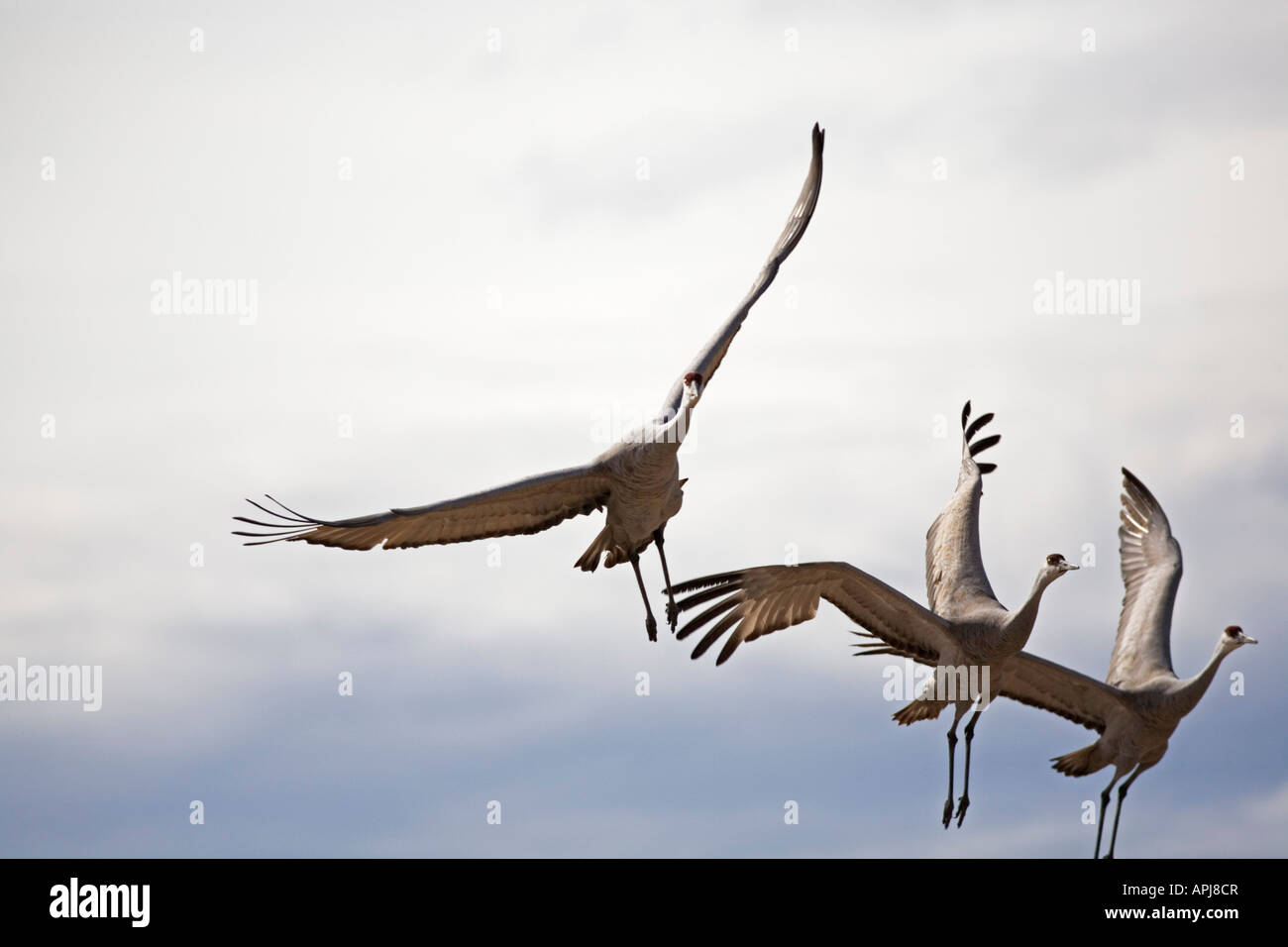 Drei Kraniche aufsteigen Stockfoto