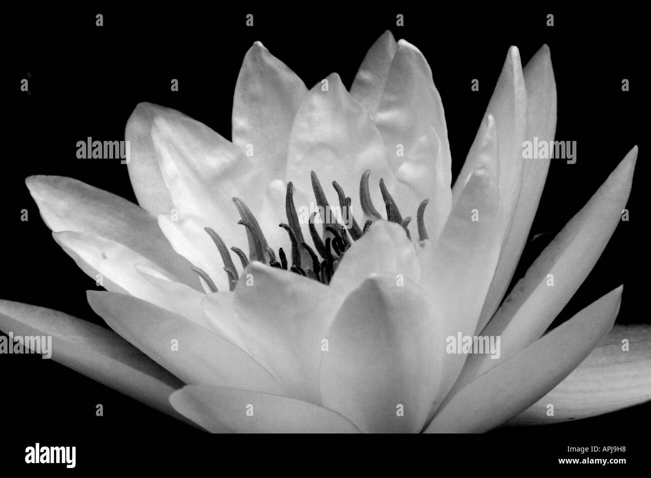 Nelumbo 'Grandiflora Alba' Wasser Lilly aus der Natioual-Arboretum in Washington, DC, USA. Präsentiert in Rich schwarz / weiß Stockfoto
