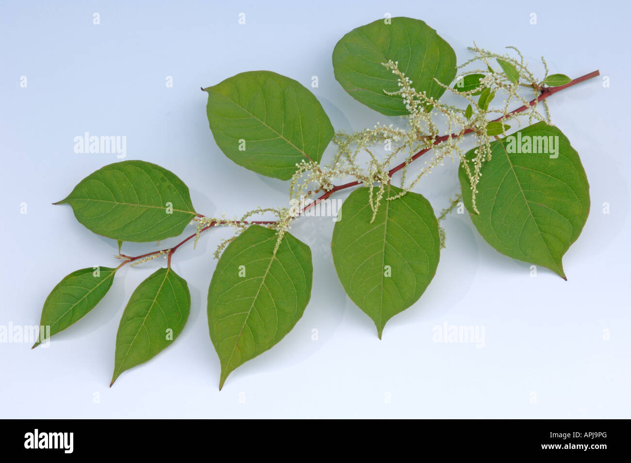 Japanischer Staudenknöterich (Reynoutria Japonica Fallopia Japonica) Zweige mit Blättern und Blüten-Studio-Bild Stockfoto