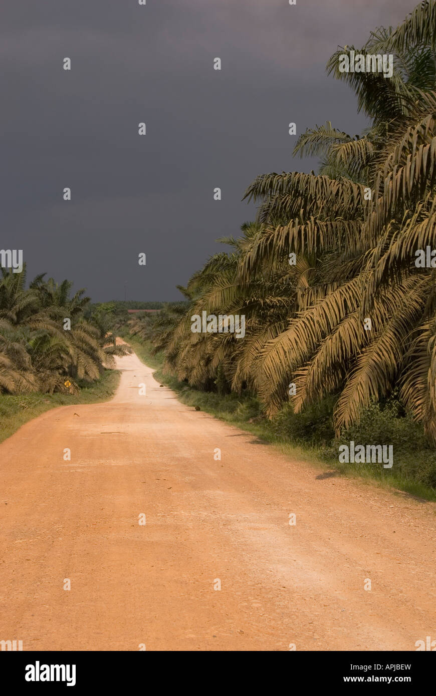 verfolgen Sie über einer Palmöl-Plantage in Kalimantan, Indonesien, Borneo Stockfoto