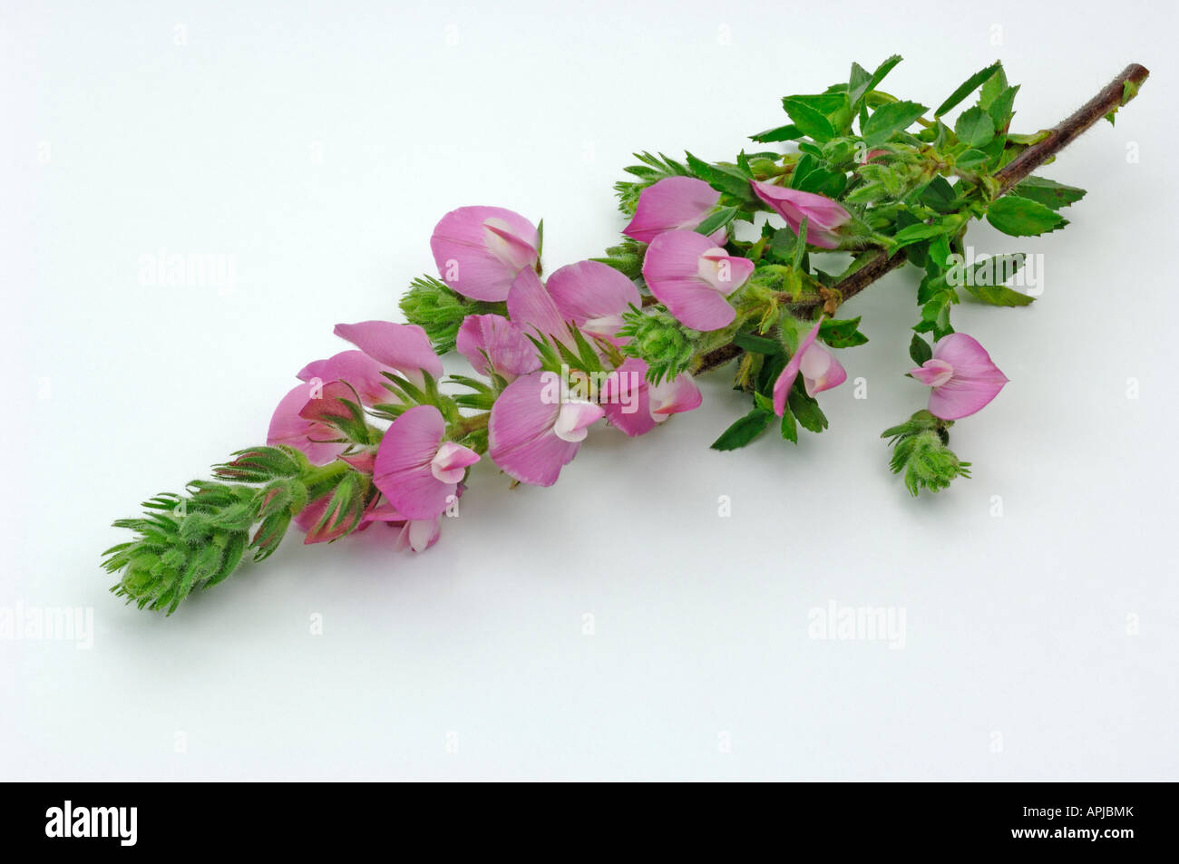 Stachelige Restharrow (Ononis Spinosa), blühender Zweig, Studio Bild Stockfoto