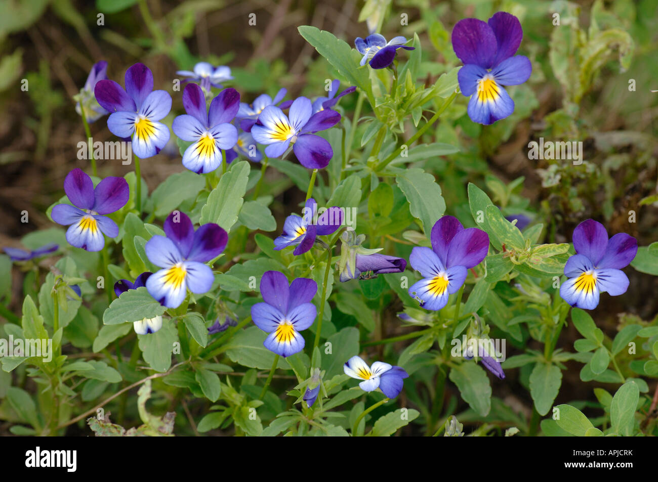 Wilde Stiefmütterchen, Stiefmütterchen (Viola tricolor9, blühende Pflanze Stockfoto