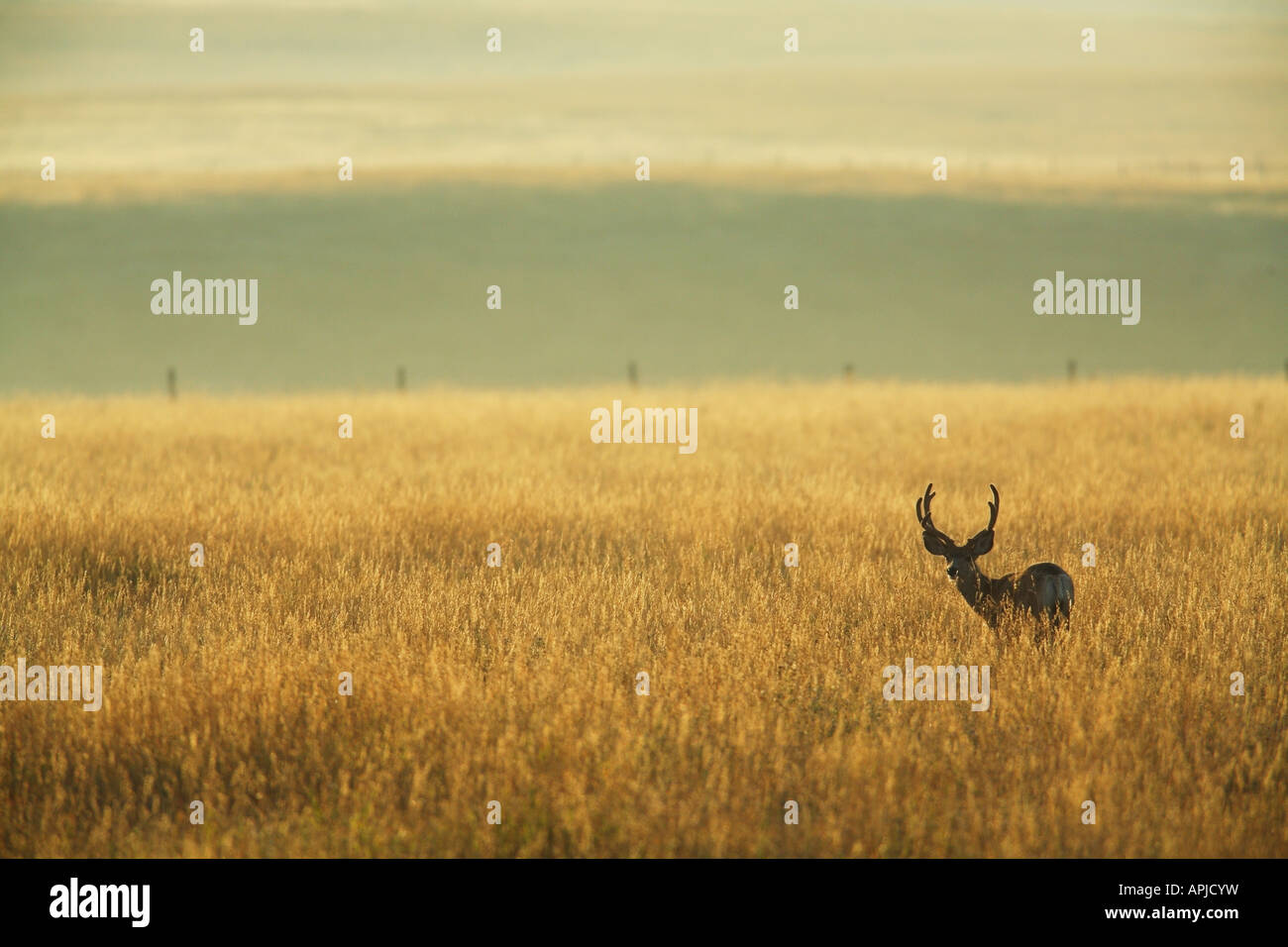 Mule Deer Buck in samt auf der kanadischen Prärie im Morgengrauen Stockfoto