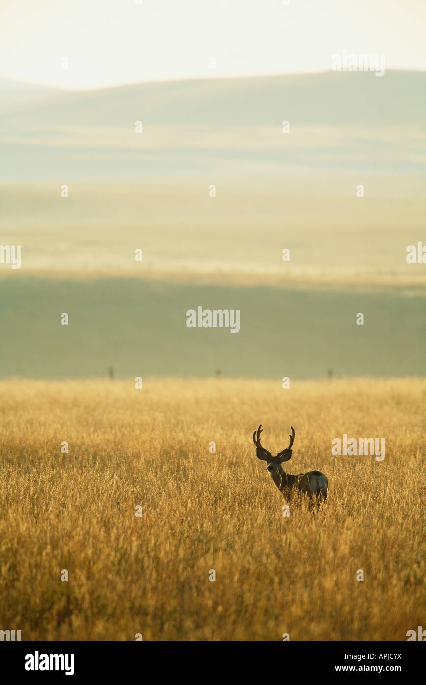 Mule Deer buck im Morgengrauen auf in ein Weizenfeld Alberta auf der kanadischen Prärie Stockfoto