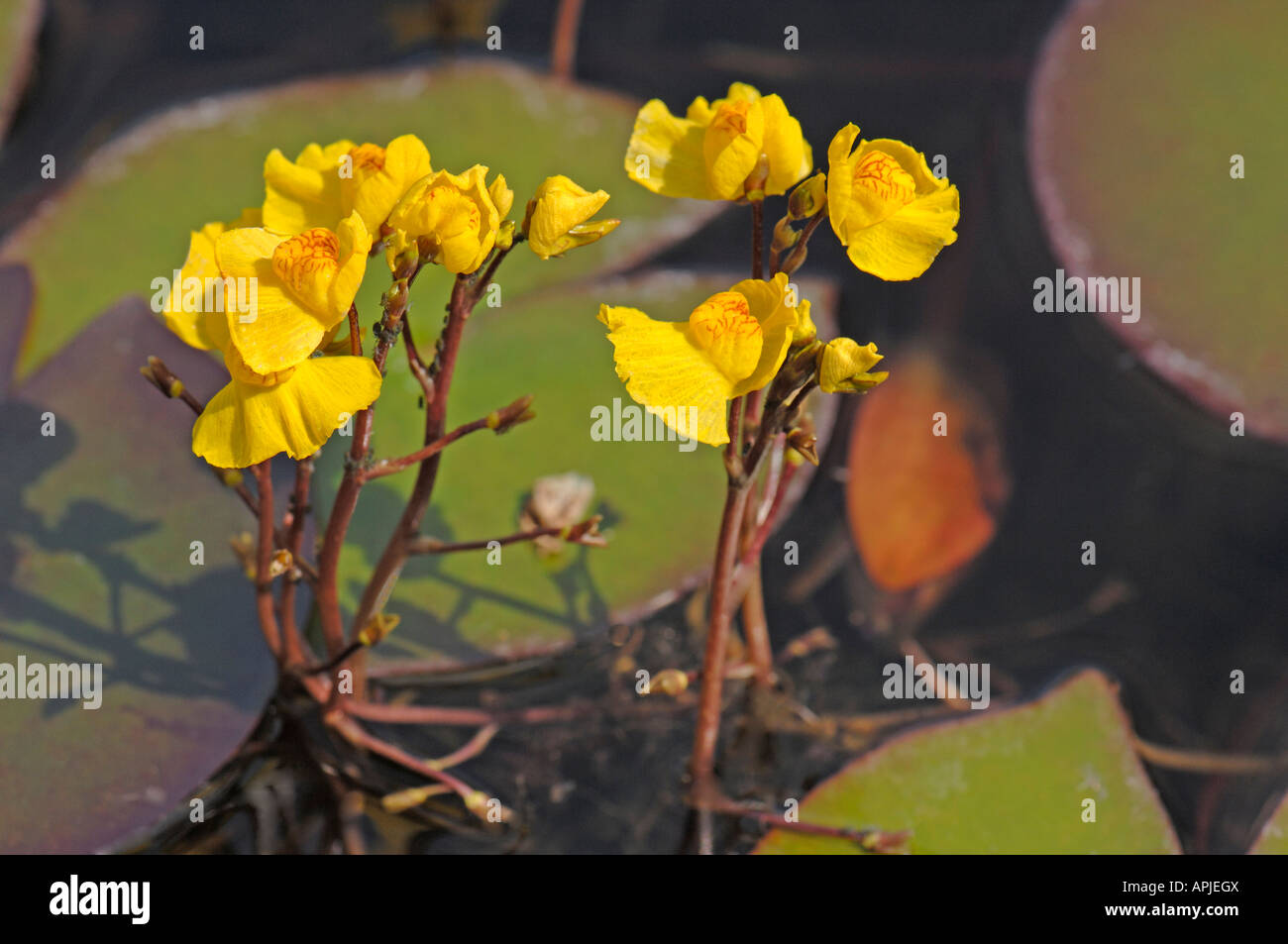 Gemeinsamen stehenden; Größere stehenden (Utricularia Vulgaris), Blüte Stockfoto
