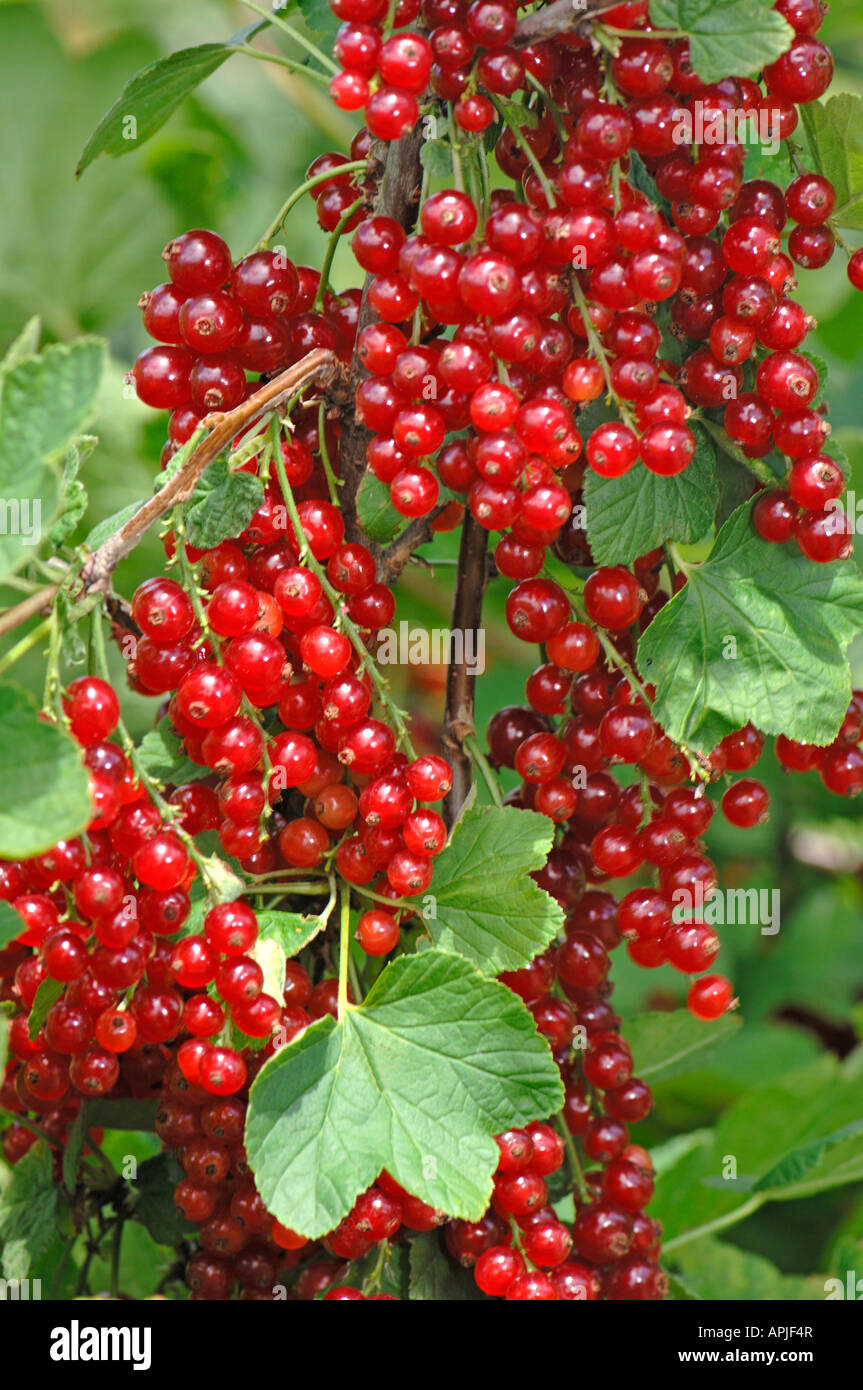 Rote Johannisbeere (Ribes Rubrum), Reife Früchte Stockfoto