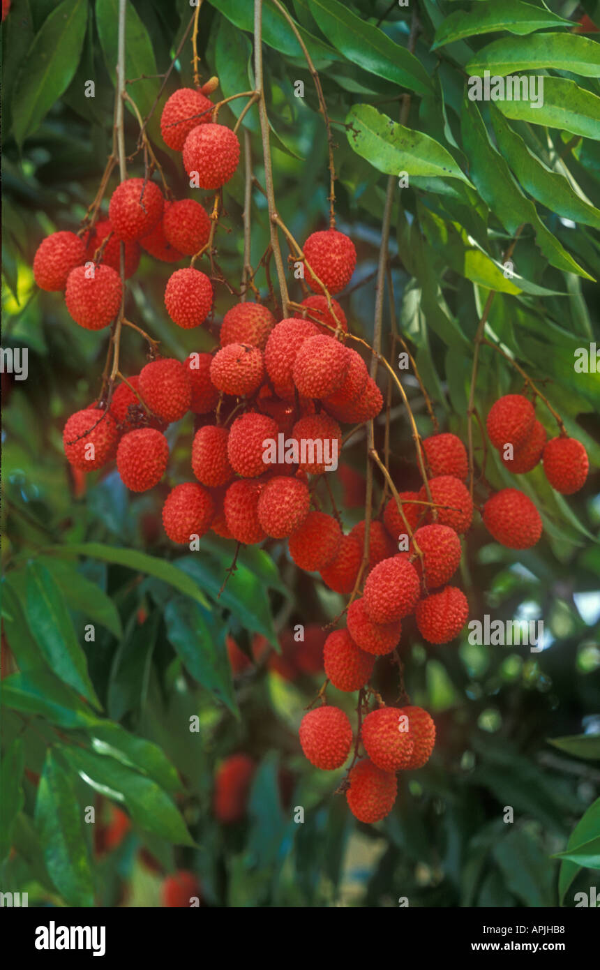 Lychee Früchte Maroantsetra Madagaskar Stockfoto