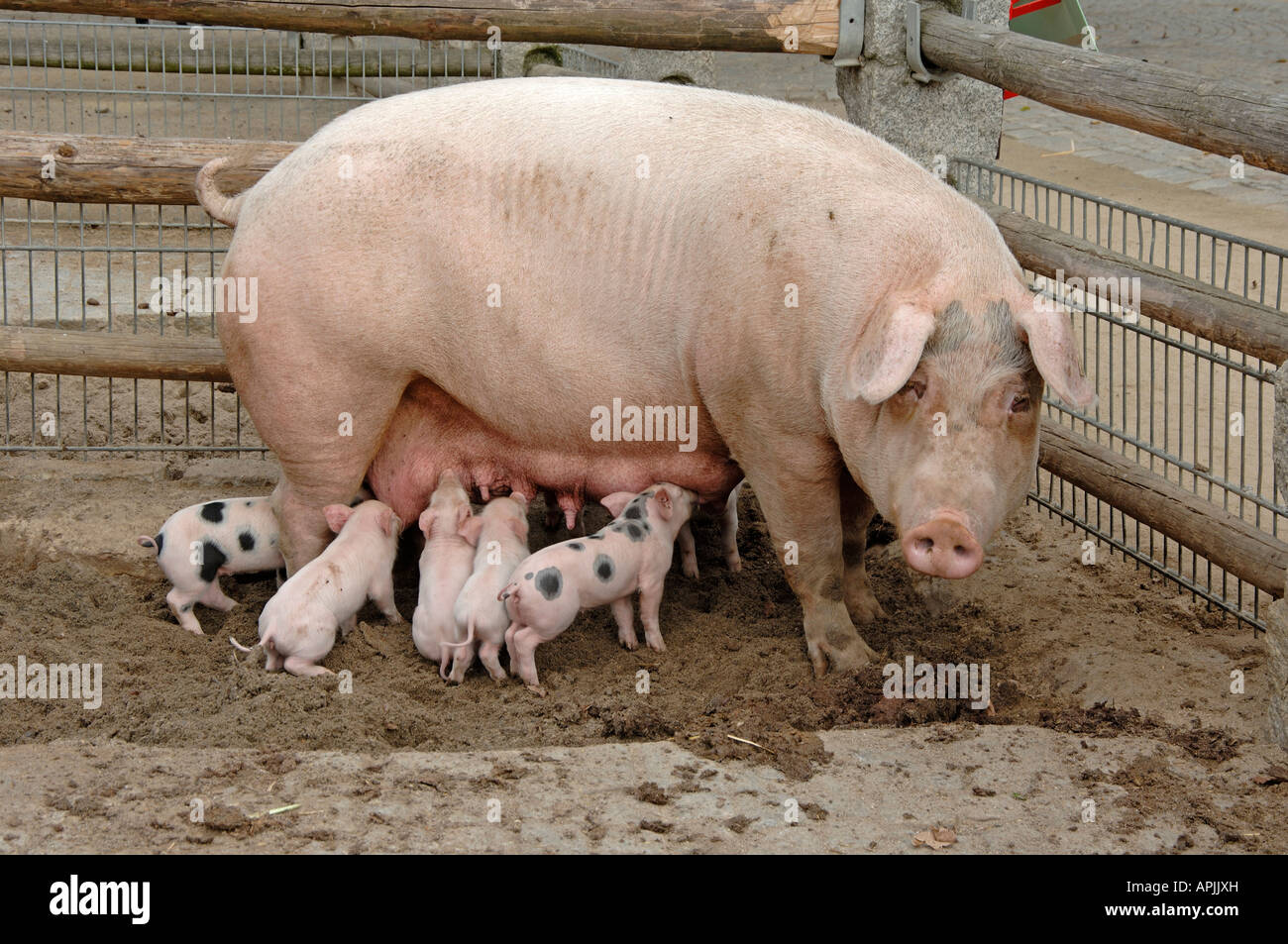 Hausschwein (Sus Scrofa Domesticus) züchten Dalland Sau Ferkel Spanferkel Stockfoto