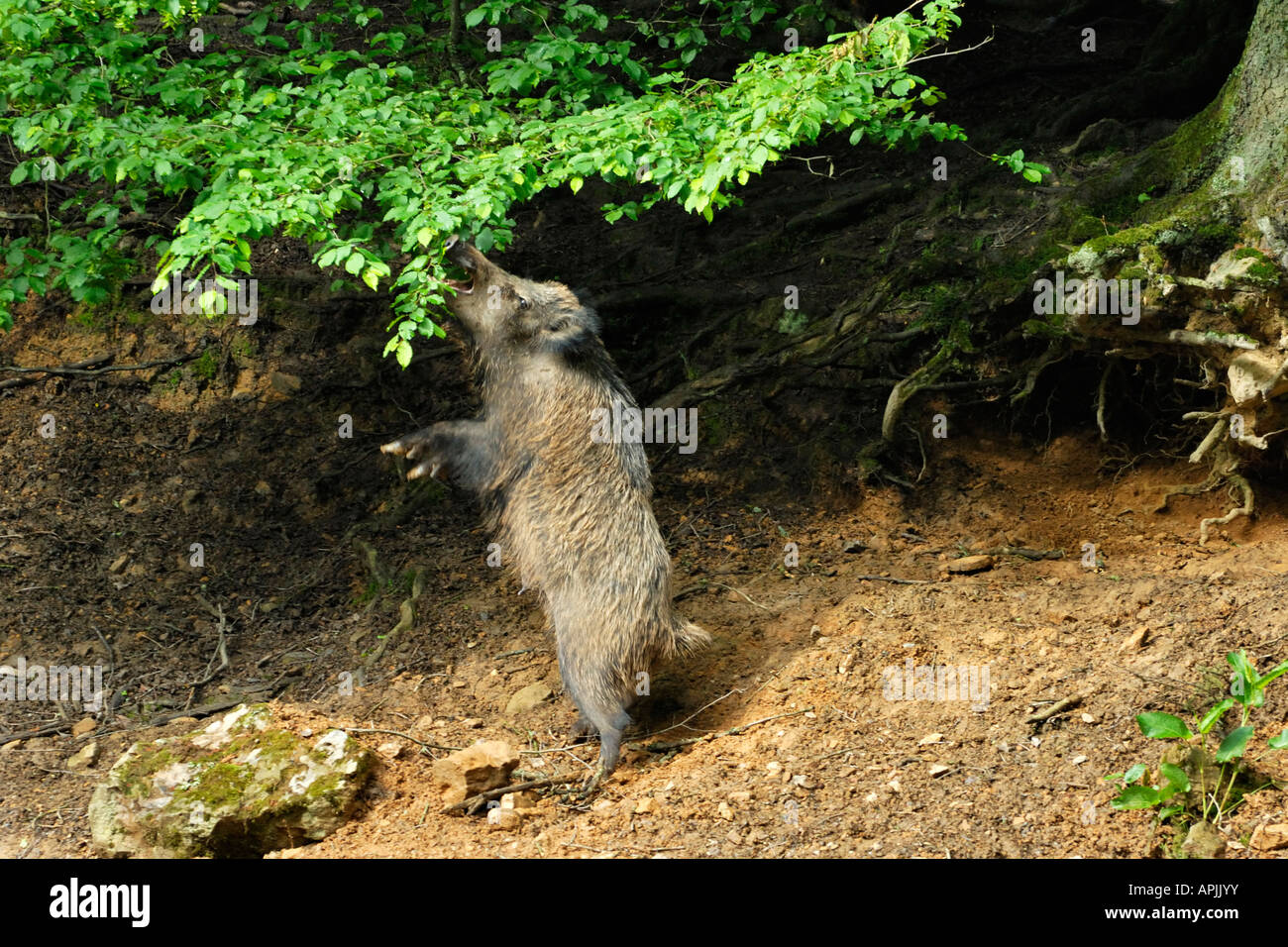 Wildschwein (Sus Scrofa), verlässt Mann auf seinen Hinterbeinen stehend zu fressen an einem Baum Stockfoto