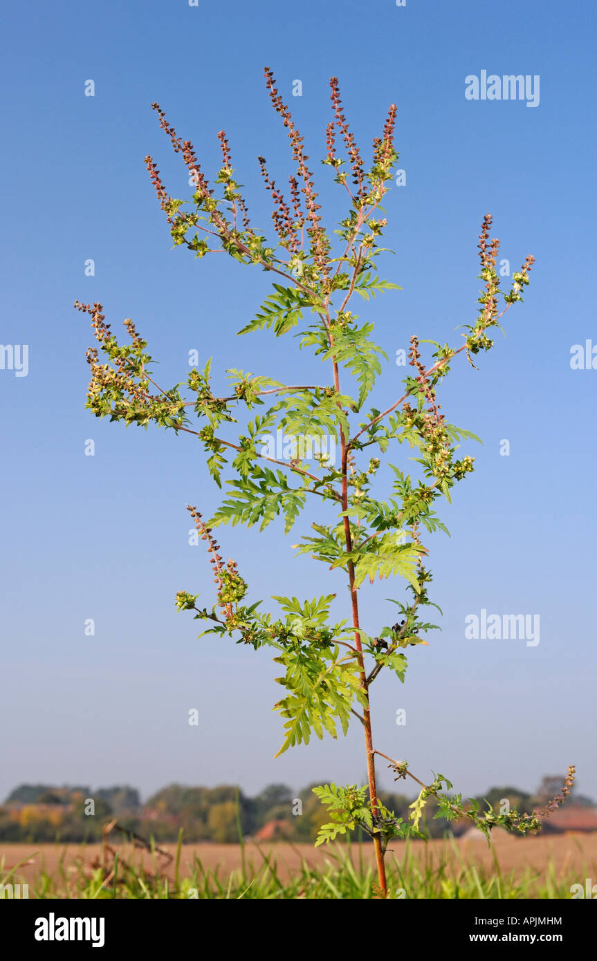 Jährliche Ragweed, Beifußblättrige Ambrosie (Ambrosia Artemisiifolia), blühende Pflanze Stockfoto