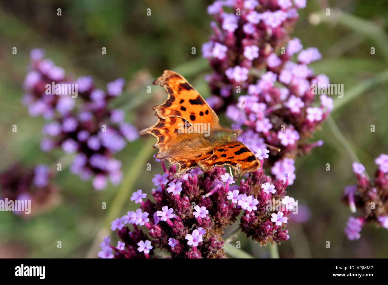 Komma-Butterfly Polygonia c-Album auf Verbena bonariensis Stockfoto