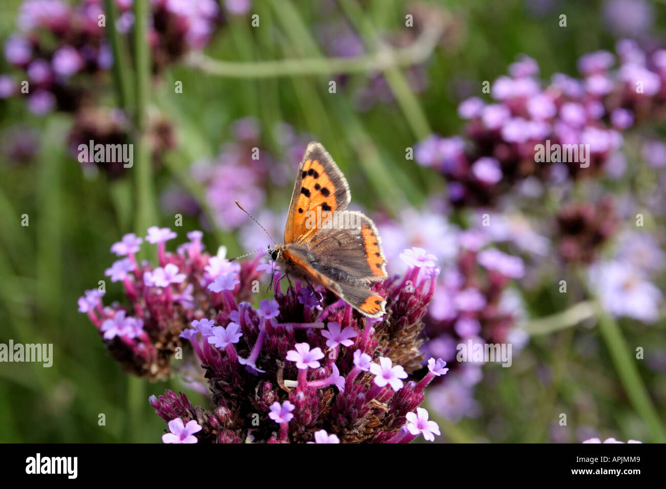 Kleine Kupfer Schmetterling Lycaena Phlaeas auf Verbena Bonariensis im September in Holbrook Garten Devon Stockfoto