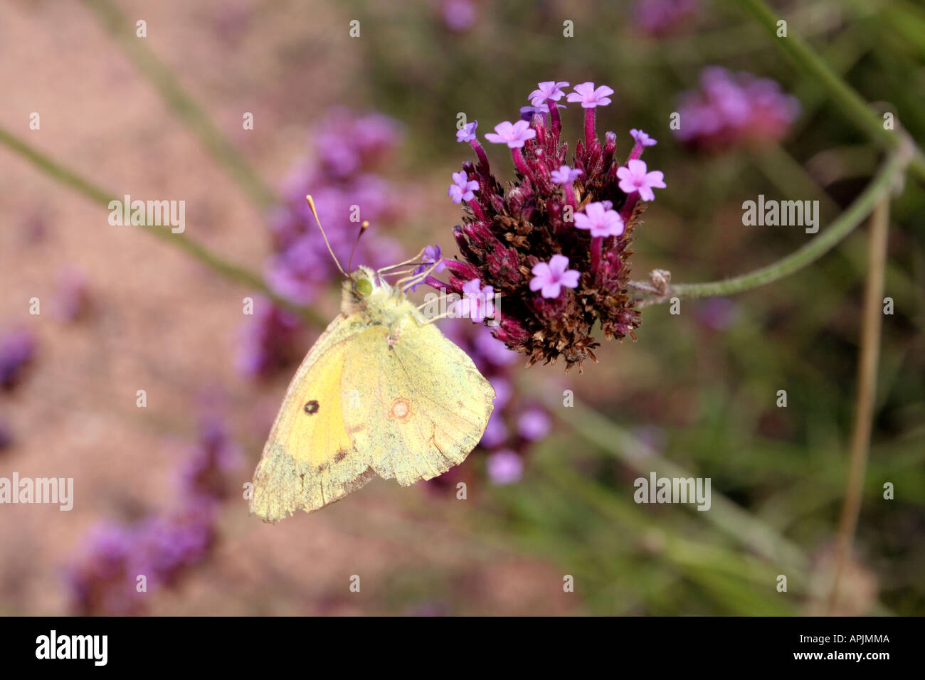 Gelben Schmetterling Colias Croceus auf Verbena Bonariensis getrübt Stockfoto