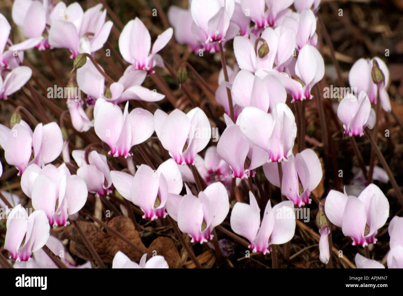 Cyclamen Hererifolium beginnt Ende Juli blühen und durch Herbst und winter Stockfoto